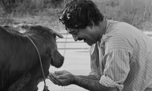 The.Cow.1969.FRA.BluRay.720p.x264.FLAC-CMCT.mkv_snapshot_00.09.24.464.png