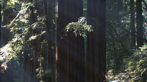 California-Redwood-Forest.2.png