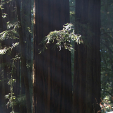 California-Redwood-Forest.2