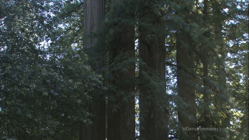 California-Redwood-Forest.4.png