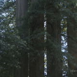 California-Redwood-Forest.4