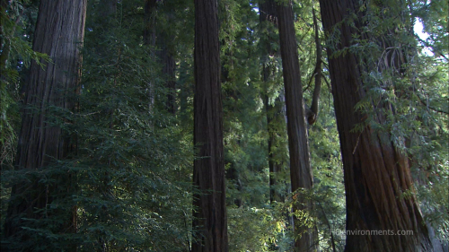 California-Redwood-Forest.5.png