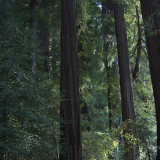 California-Redwood-Forest.5