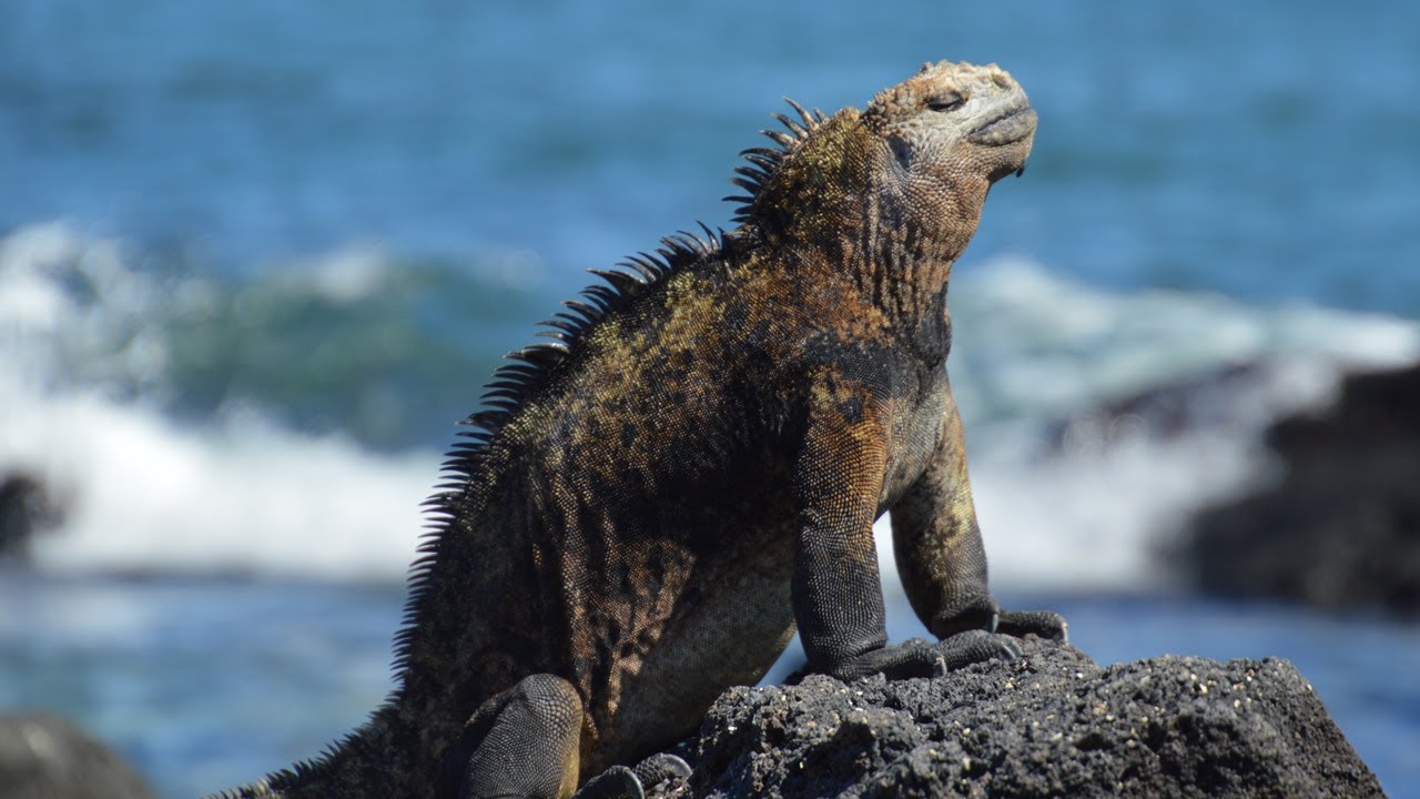 Biodiversity In The Galapagos Islands Explored Britan - vrogue.co