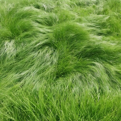 Grass SDXL