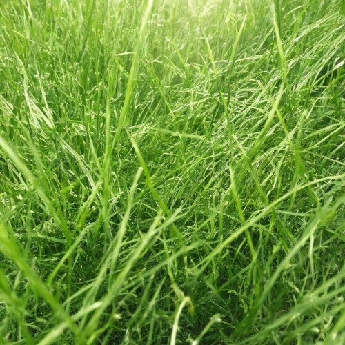 05547 1514792811 lora SDXL Grass texture Sa May 1 grass sunny