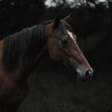 00879-3677199910-_lora_SDXL_black_and_color_Sa_May_1_-a-horse