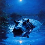 PixelShade02231116231116231357_A-hippo-is-partially-submerged-in-water-with_00658_